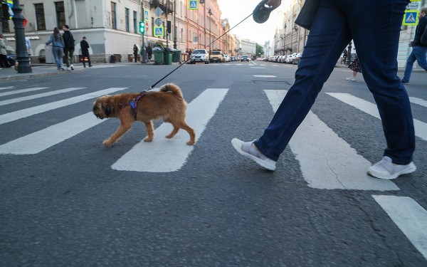 «Умные» камеры, нейросети, светофоры-шпионы: чего бояться водителям
«Умные» камеры, нейросети, светофоры-шпионы: чего бояться водителям